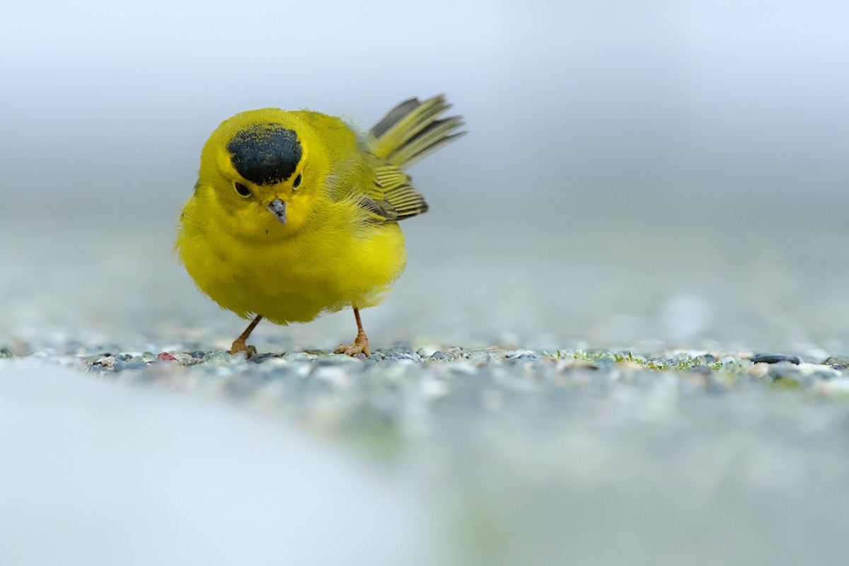 Wilson's Warbler - ML644059249