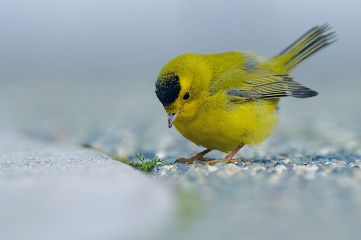 Wilson's Warbler - ML644059250