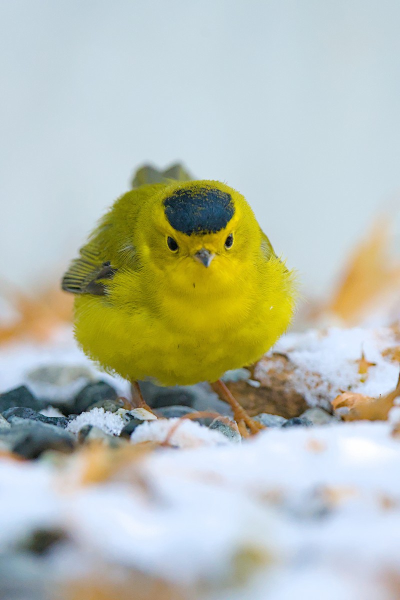 Wilson's Warbler - ML644059252