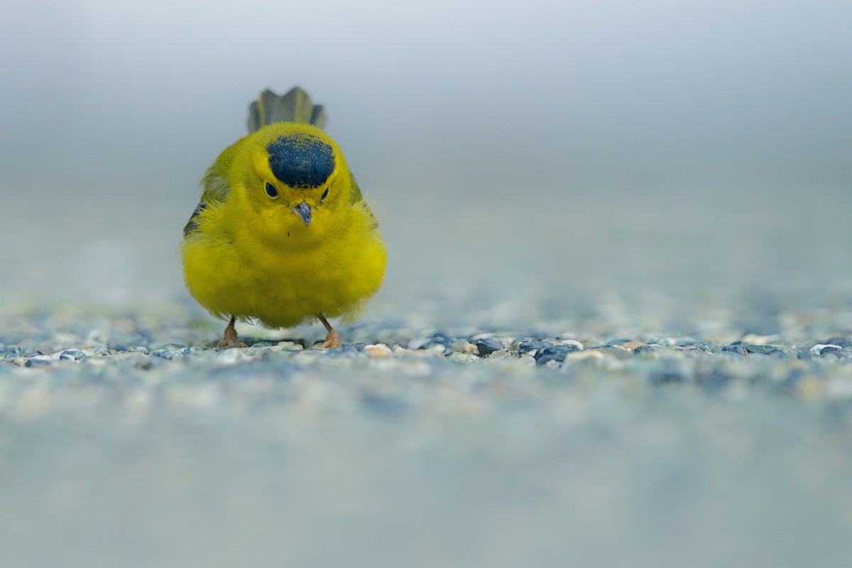 Wilson's Warbler - ML644059253