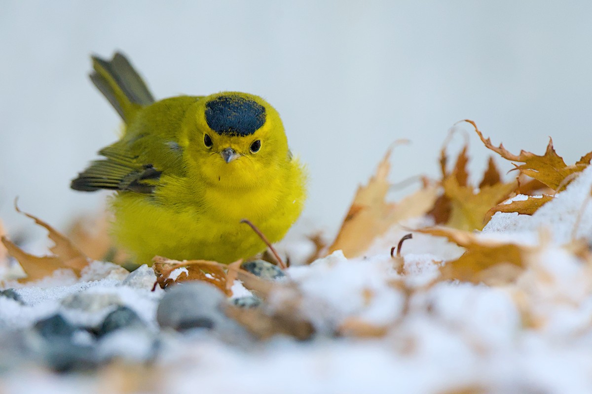 Wilson's Warbler - ML644059254