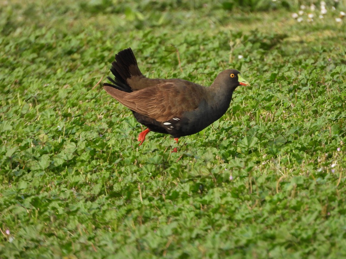 Gallinule aborigène - ML644059262