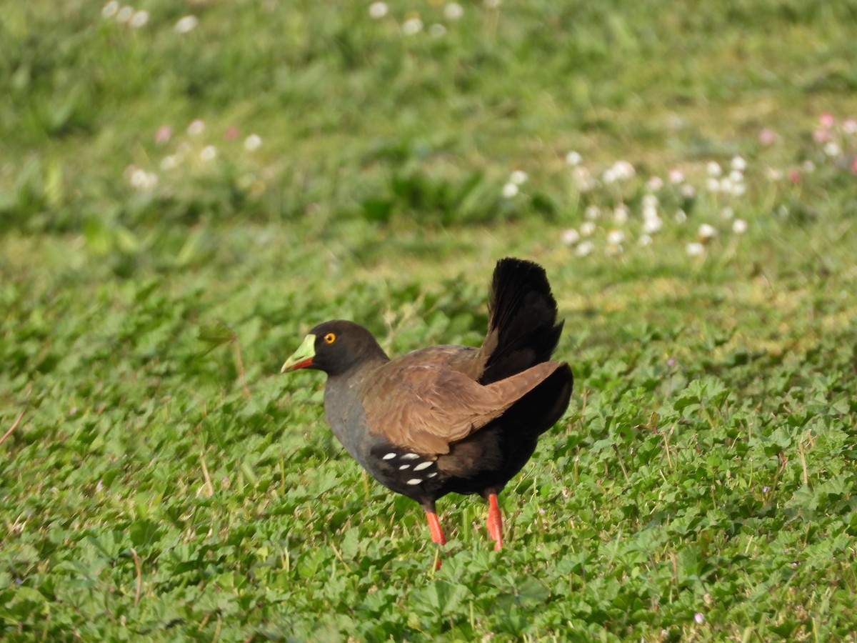 Gallinule aborigène - ML644059268