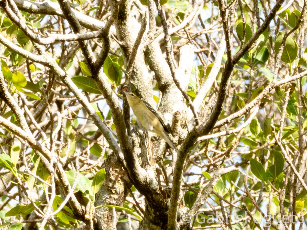 Bay-breasted Warbler - ML644059269