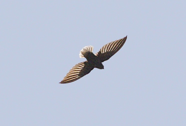 Short-tailed Swift - ML644059271