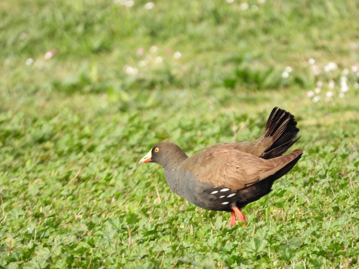 Gallinule aborigène - ML644059275