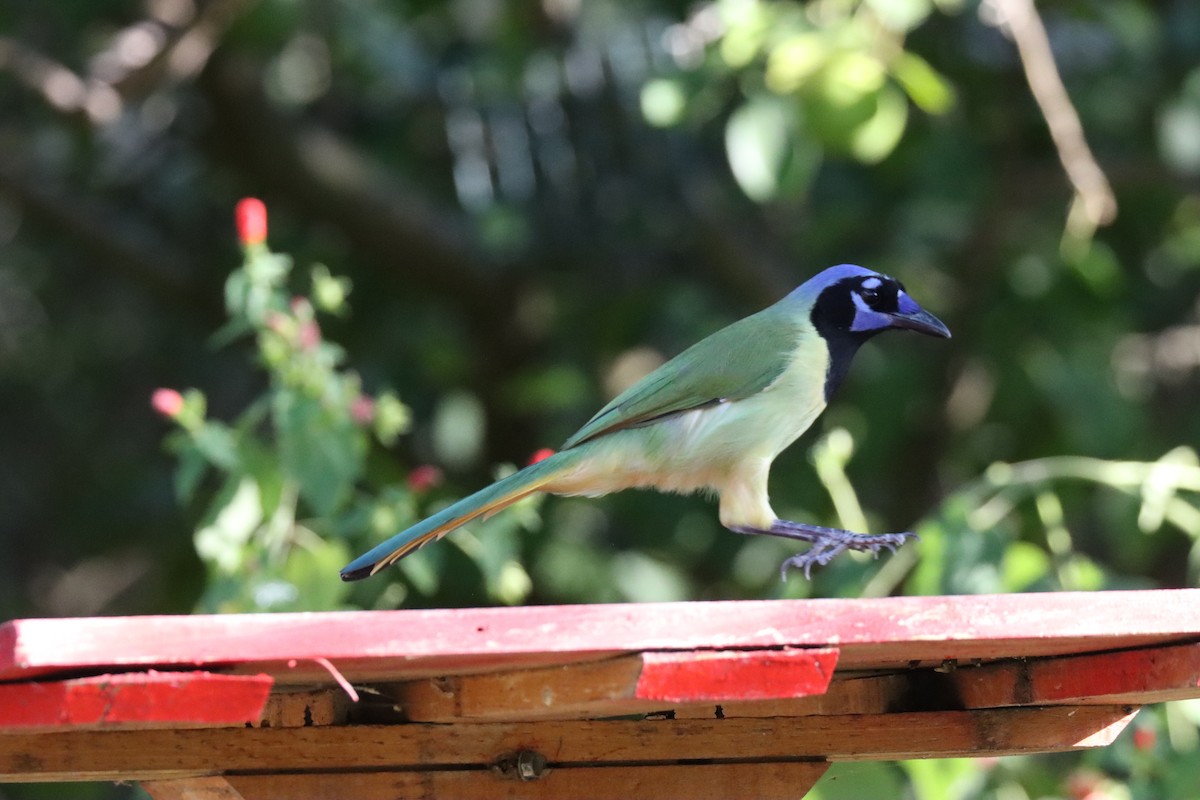 Green Jay - ML644059282