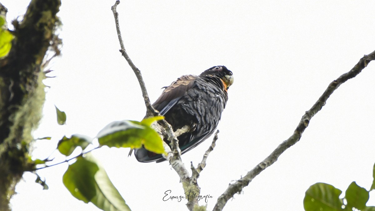 ドウバネインコ - ML644059284