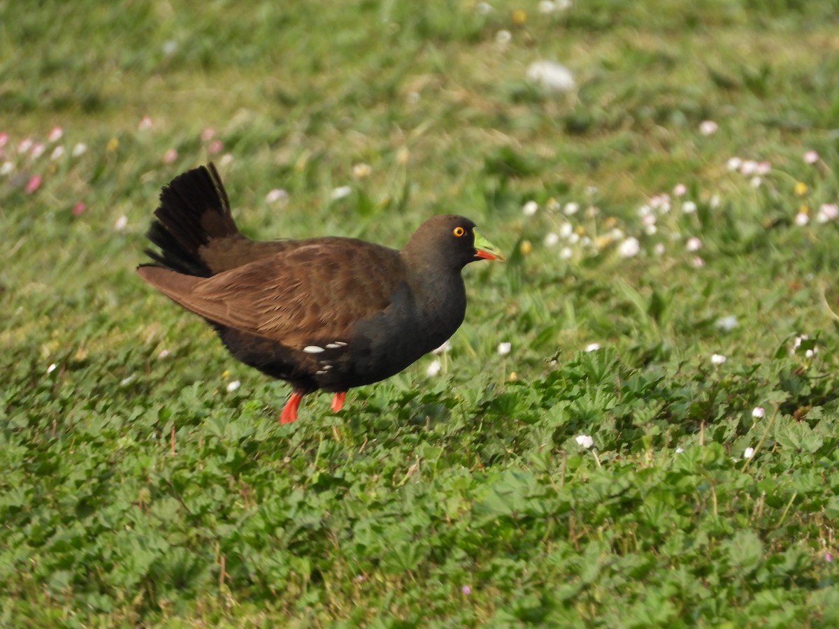 Gallinule aborigène - ML644059288