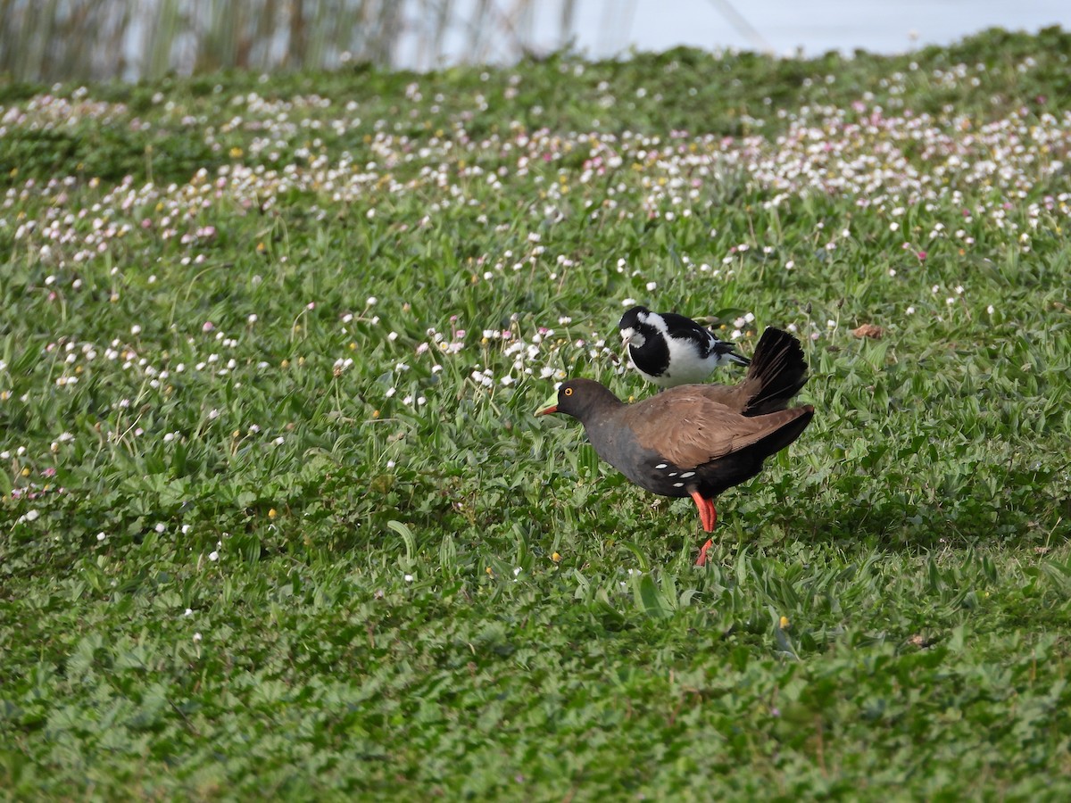 Gallinule aborigène - ML644059297