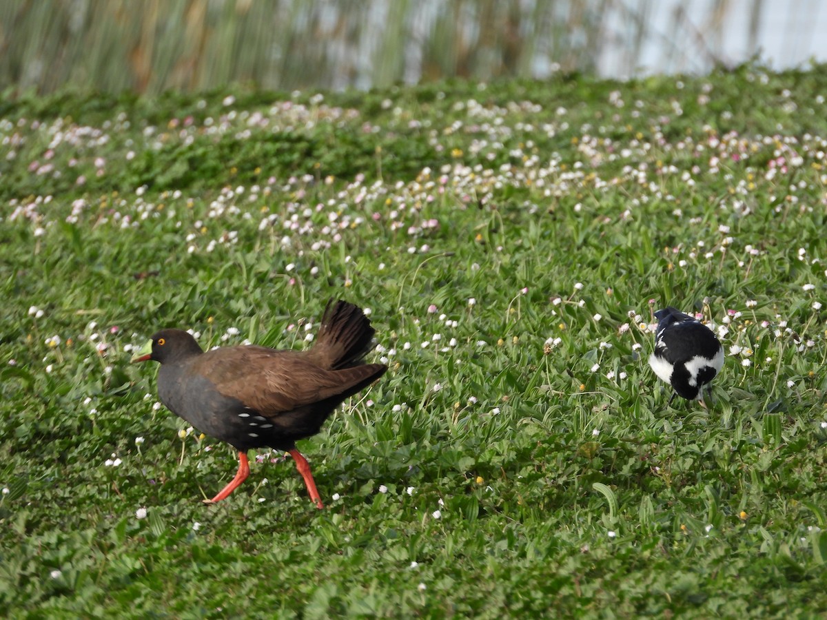 Gallinule aborigène - ML644059309