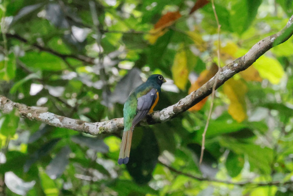 Choco Black-throated Trogon - ML644059315