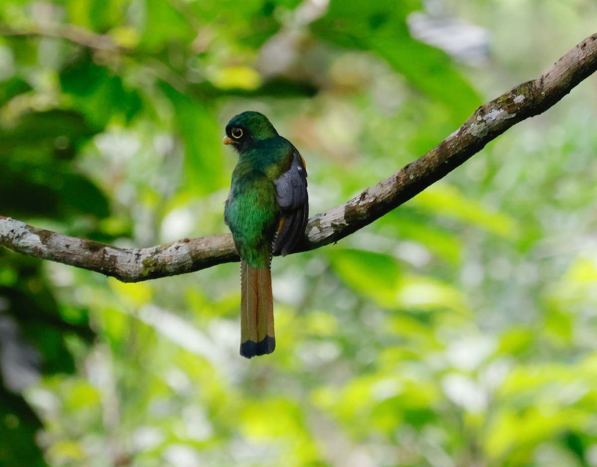 Choco Black-throated Trogon - ML644059316