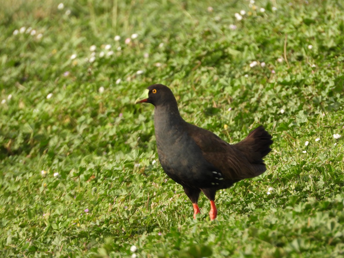 Gallinule aborigène - ML644059322