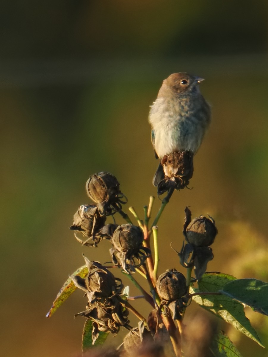 Indigo Bunting - ML644059324