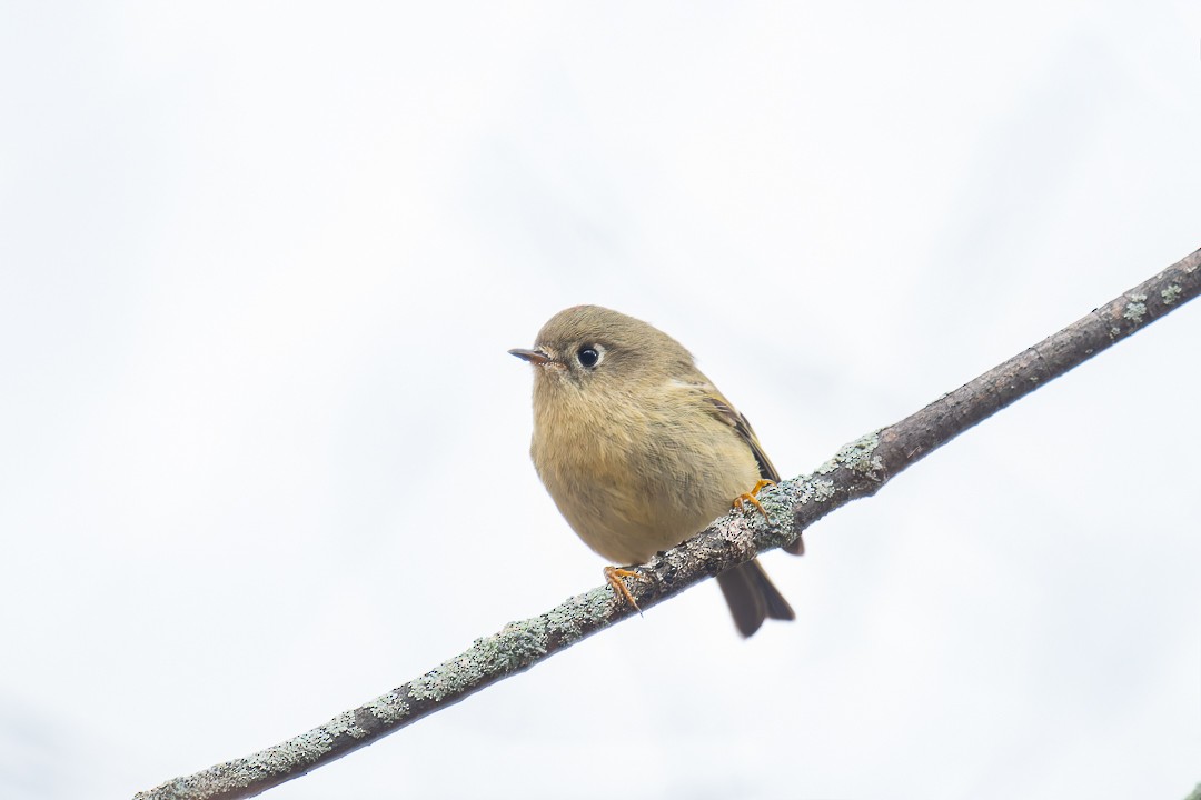 Ruby-crowned Kinglet - ML644059329