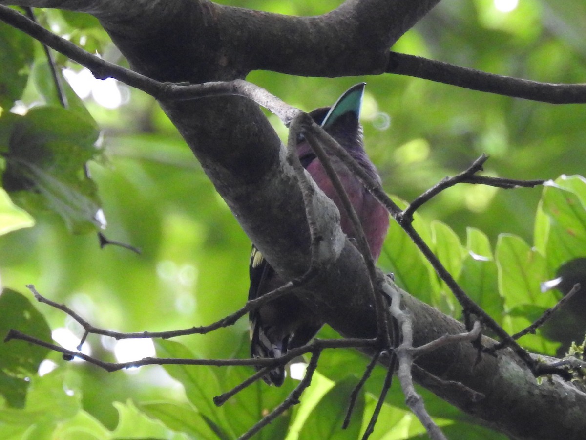 Banded Broadbill - ML644059330