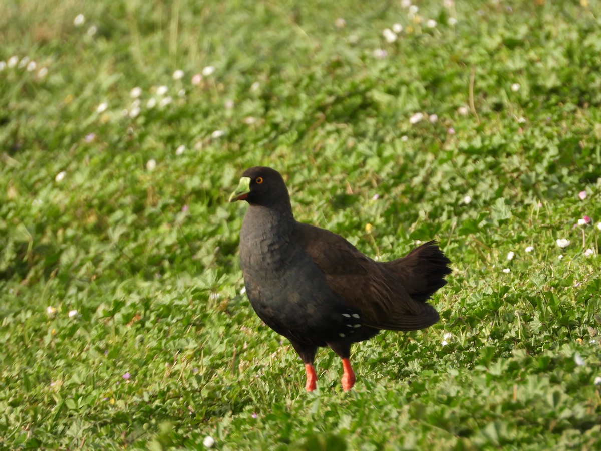 Gallinule aborigène - ML644059340