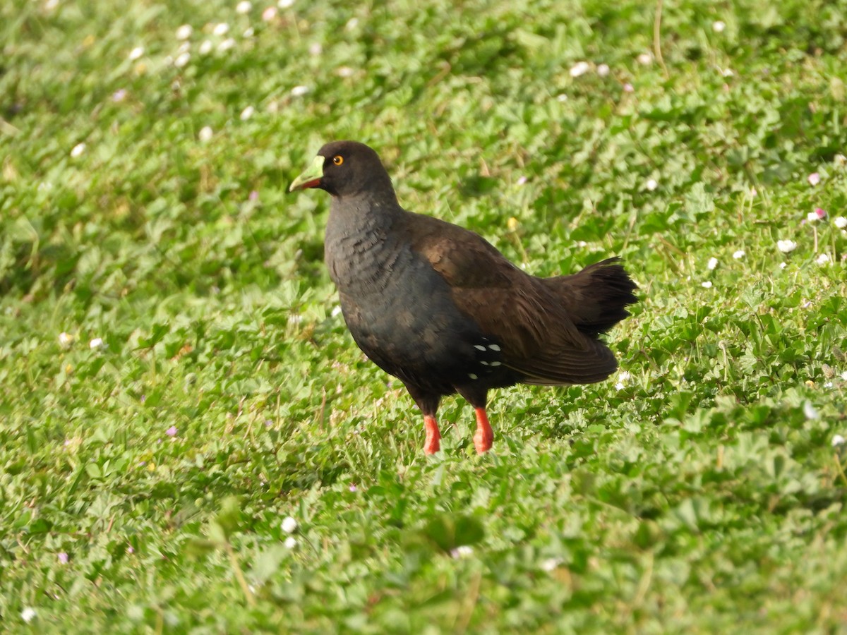 Gallinule aborigène - ML644059357