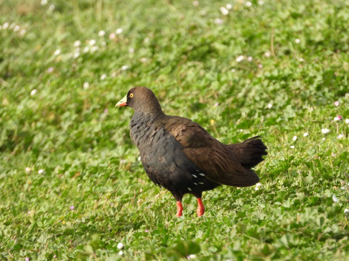 Gallinule aborigène - ML644059365