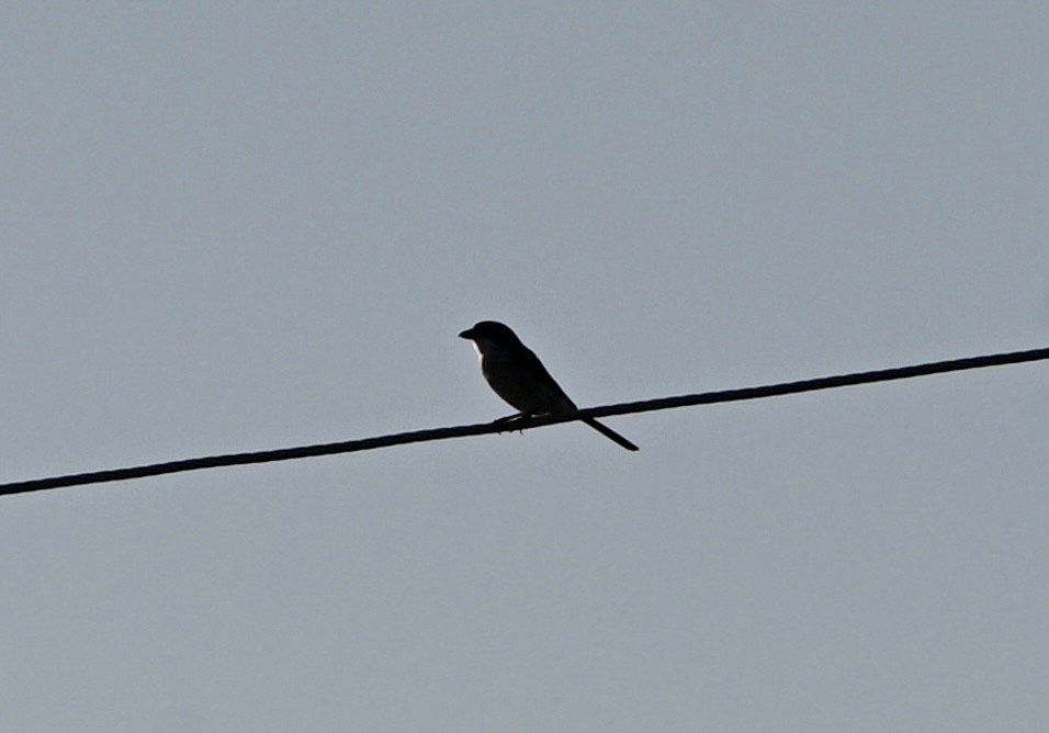 Loggerhead Shrike - ML644059367