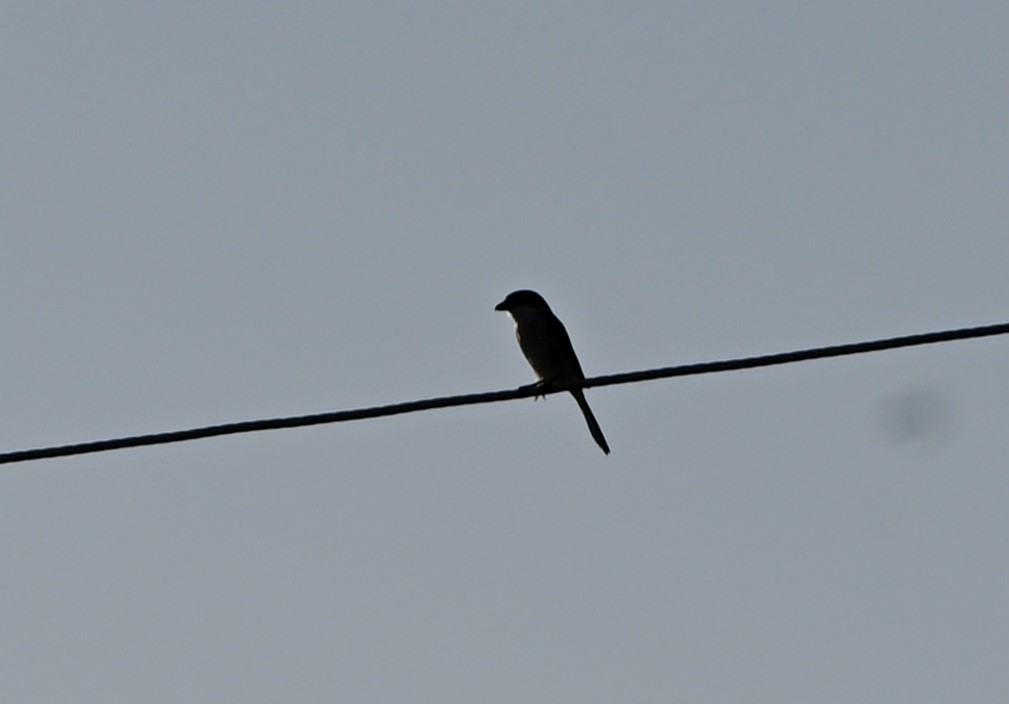 Loggerhead Shrike - ML644059368