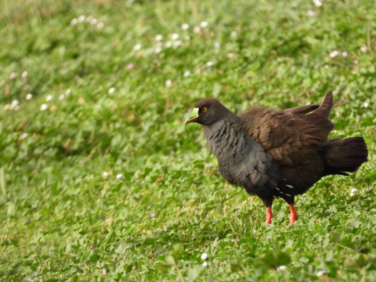 Gallinule aborigène - ML644059372