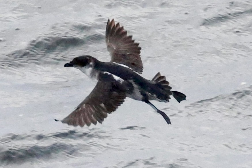 buřník peruánský - ML644059379