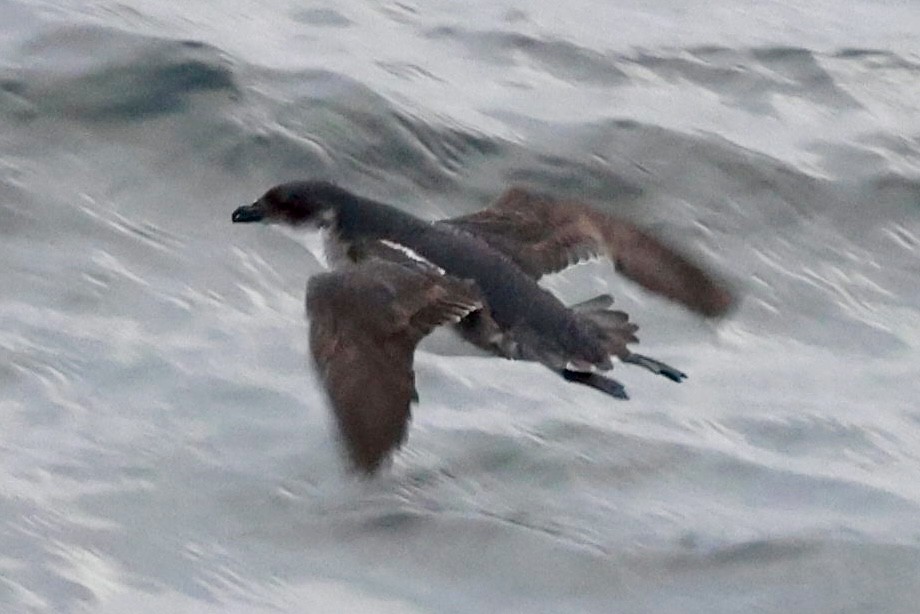 buřník peruánský - ML644059380