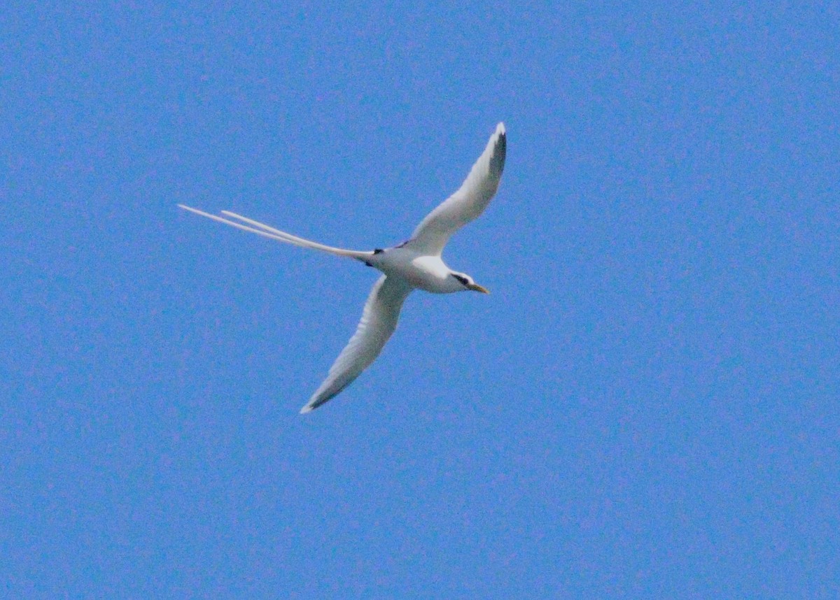 Faeton buztanzuria - ML644059386