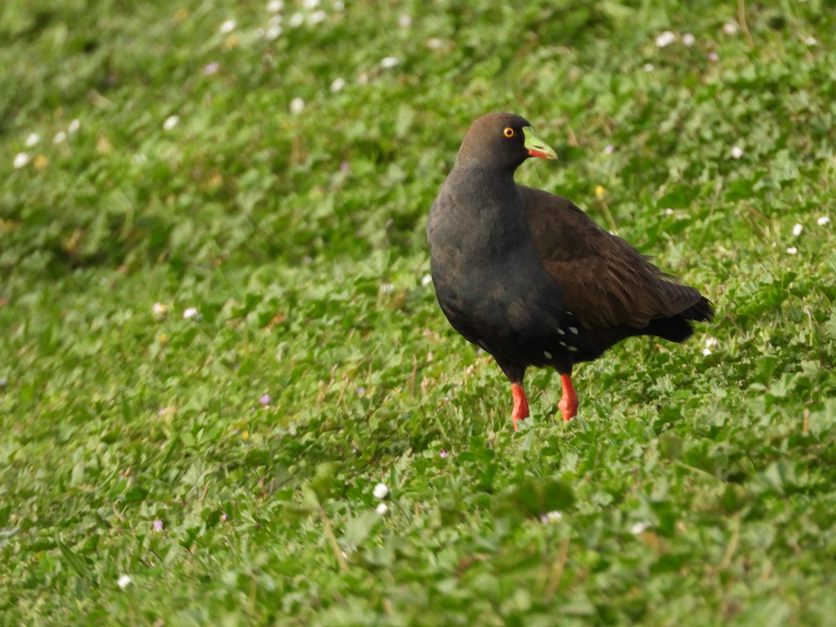 Gallinule aborigène - ML644059389
