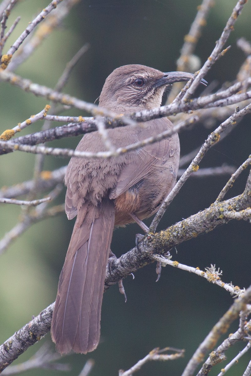 California Thrasher - ML644059397