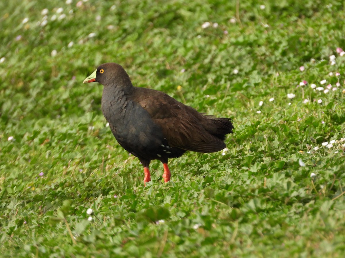 Gallinule aborigène - ML644059399