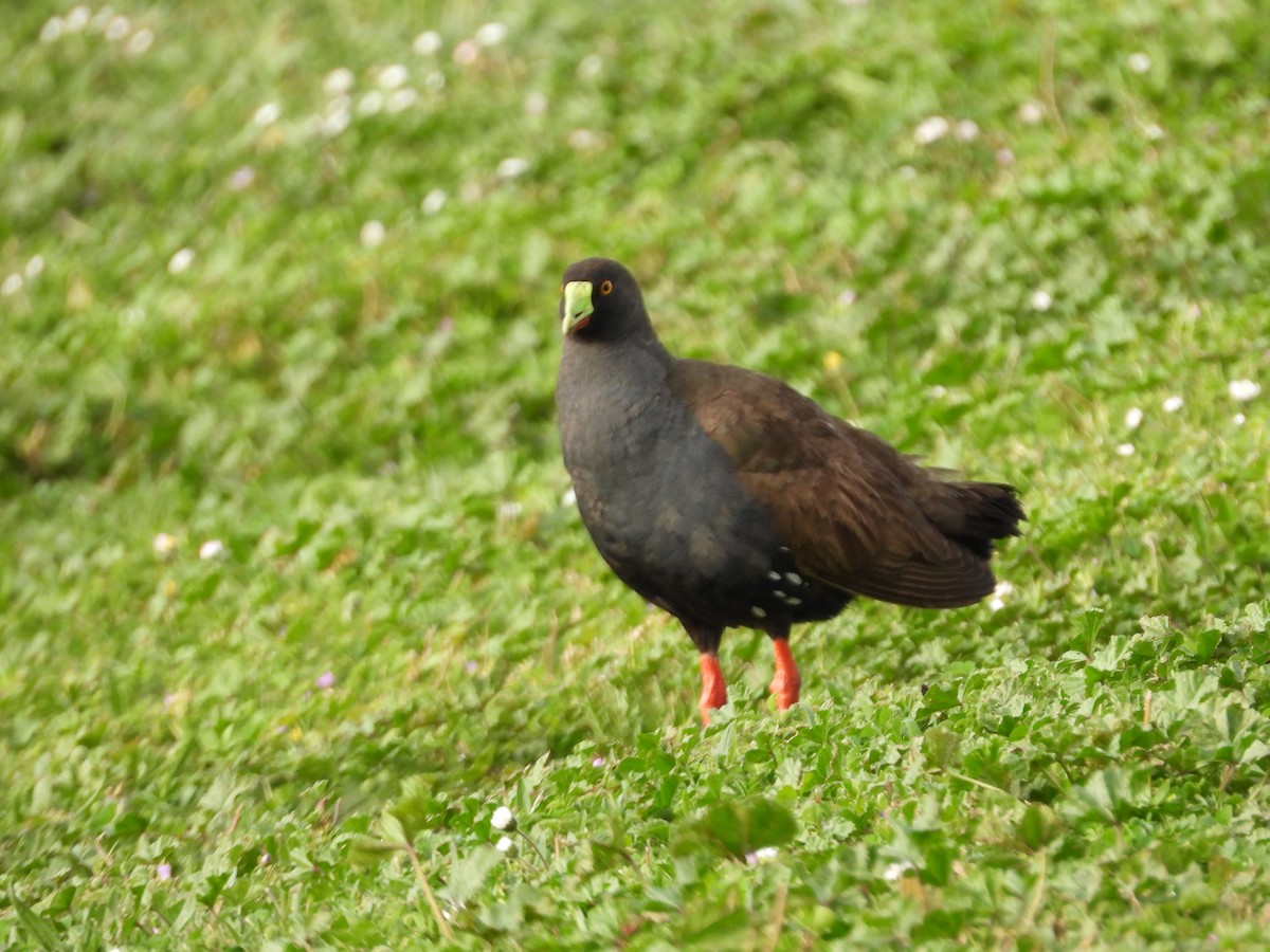 Gallinule aborigène - ML644059404