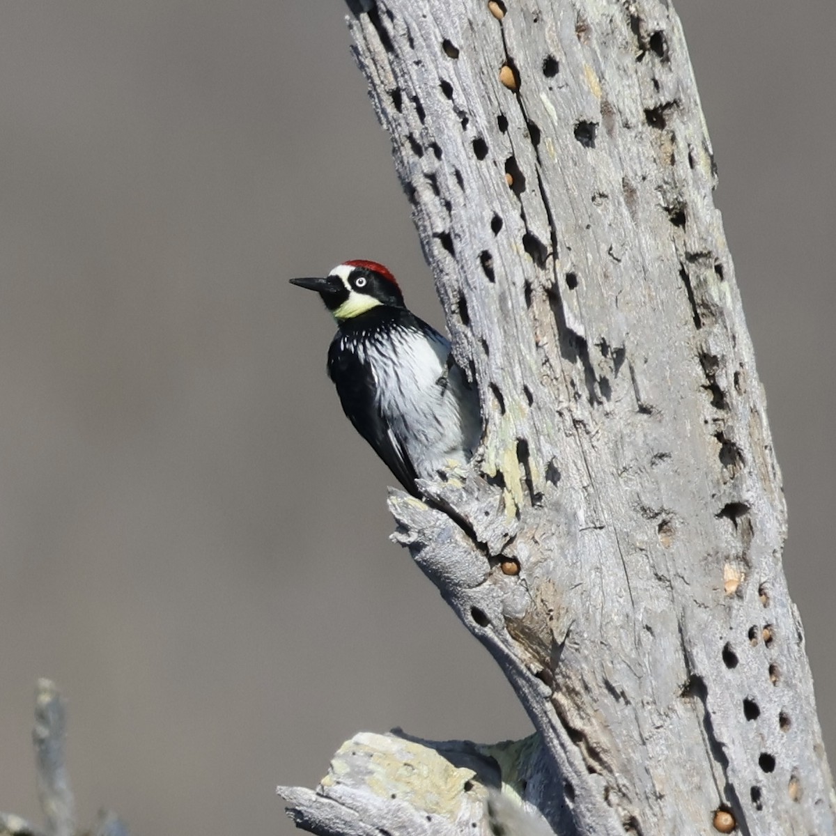 Acorn Woodpecker - ML644059425