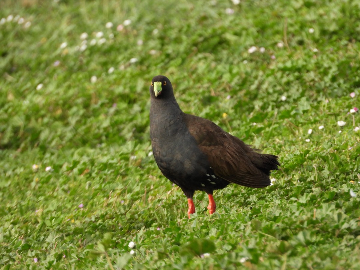 Gallinule aborigène - ML644059426