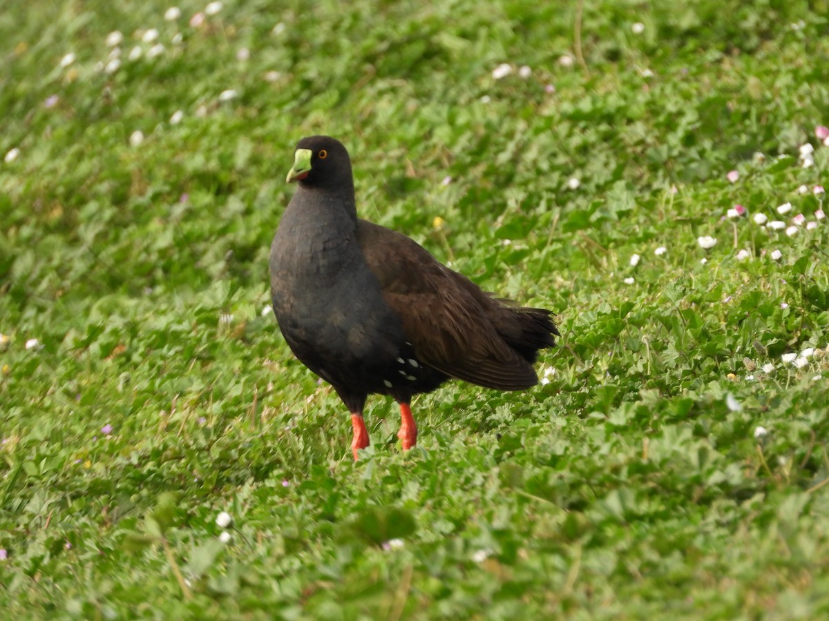 Gallinule aborigène - ML644059434