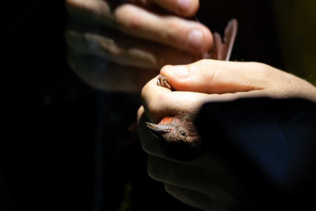 Red-crowned Ant-Tanager - ML644059439