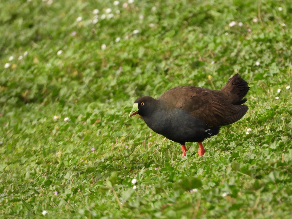 Gallinule aborigène - ML644059446