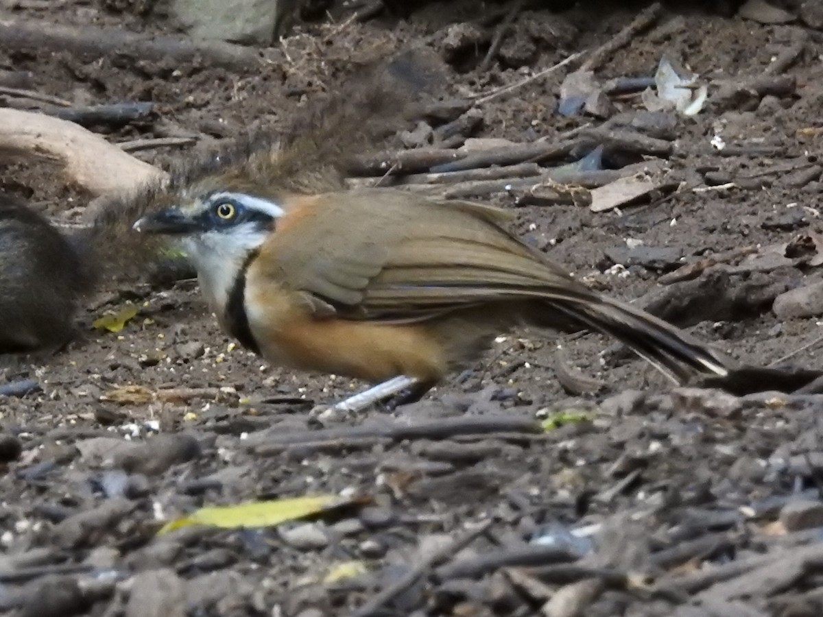 Lesser Necklaced Laughingthrush - ML644059447