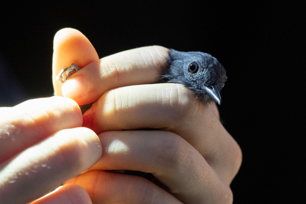 Common Scale-backed Antbird - ML644059452