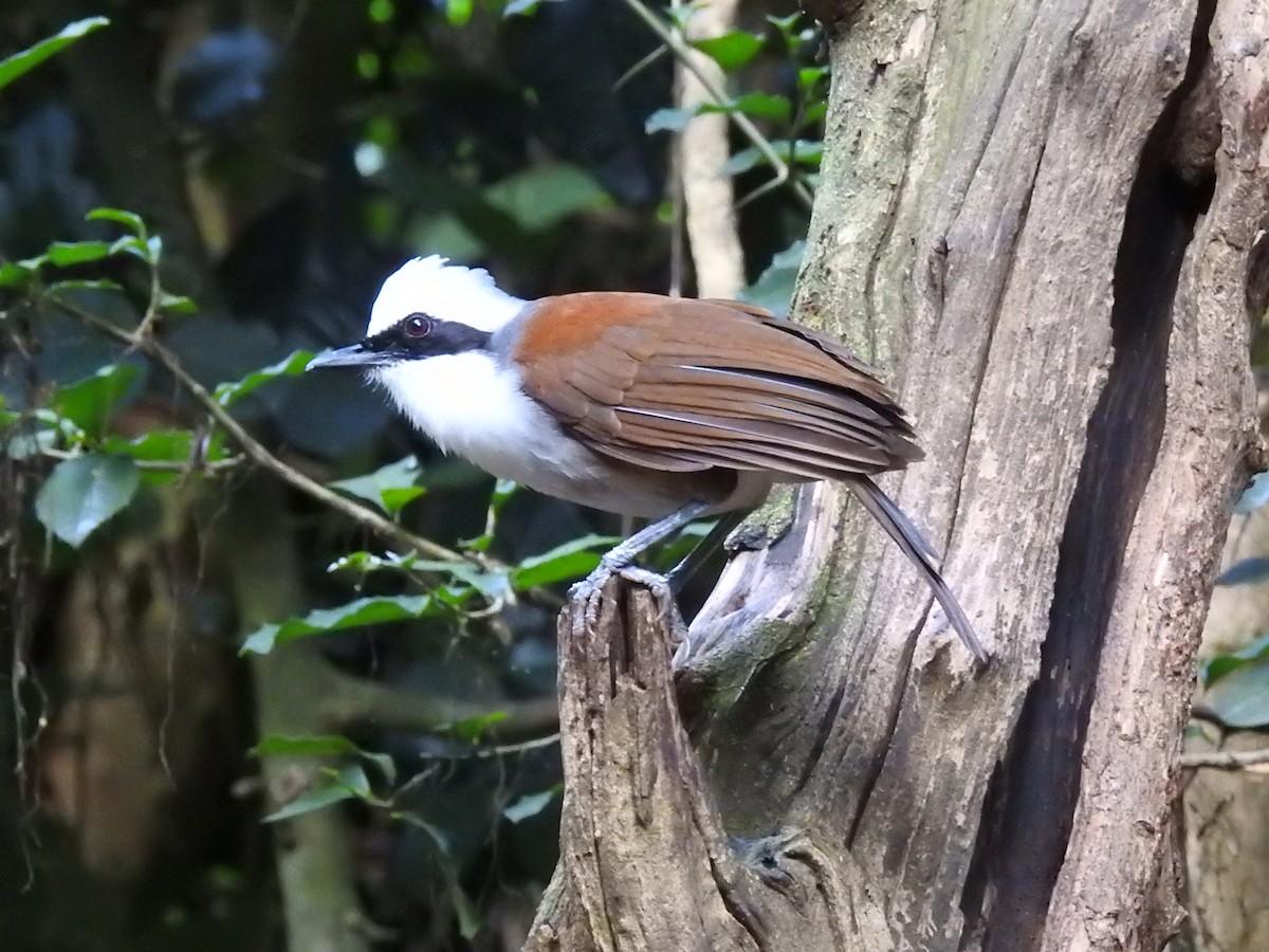 White-crested Laughingthrush - ML644059457