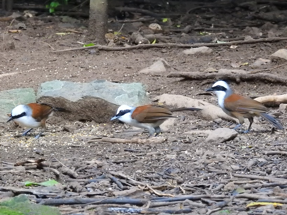 White-crested Laughingthrush - ML644059458