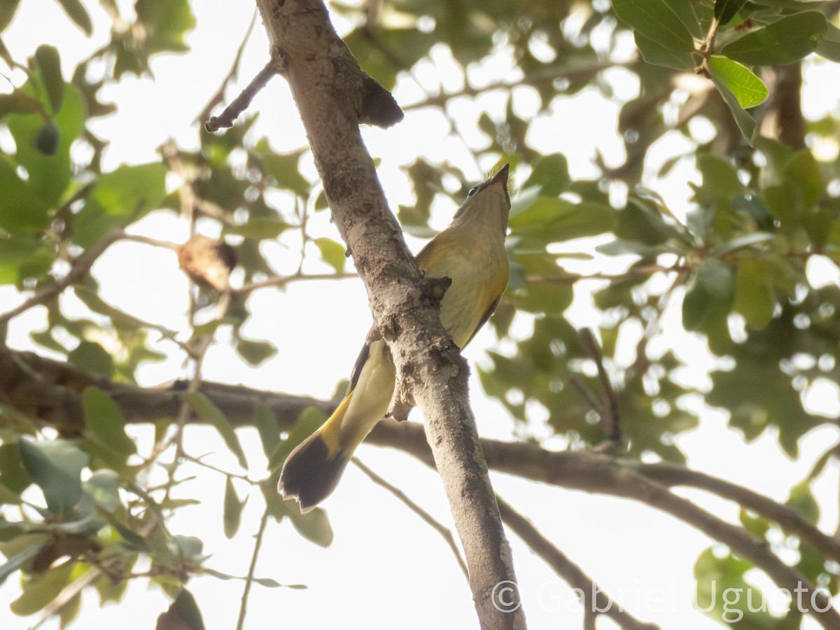 American Redstart - ML644059460