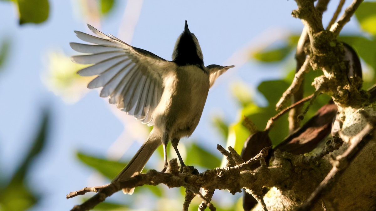 Mountain Chickadee - ML644059464
