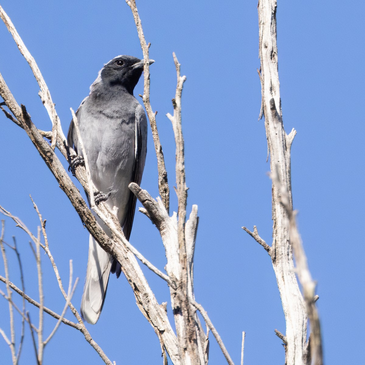 Black-faced Cuckooshrike - ML644059473