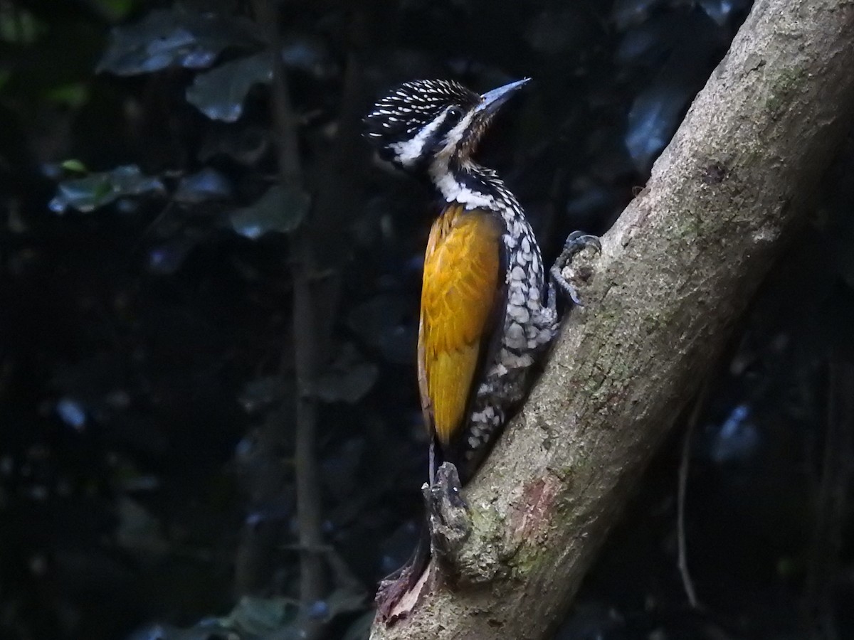 Common Flameback - ML644059508