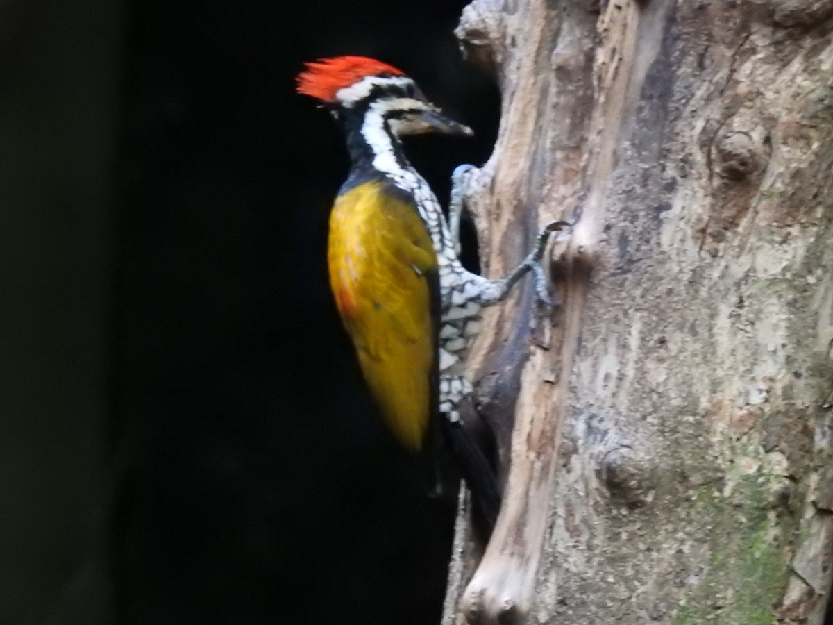 Common Flameback - ML644059509