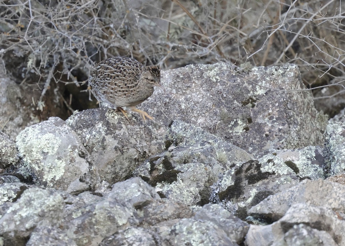 Tinamú Andino - ML644059513