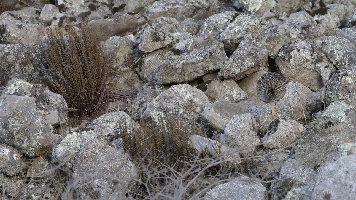 Tinamú Andino - ML644059514